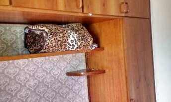 Imagem 5: Apartamento com 2 Dormitorio(s) localizado(a) no bairro JARDIM AMÉRICA em São José dos Ca