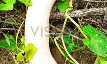 Imagem 7: CHÁCARA EM PORTÃO