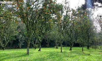 Imagem 5: Chácara / Sítio - Bairro Sertão Capivara - Portão