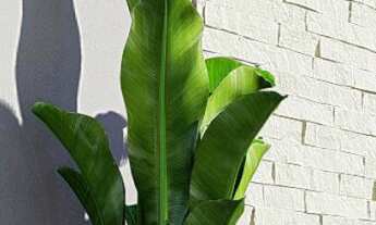 Imagem 4: Casa plana no Vista Alegre em Campo Bom