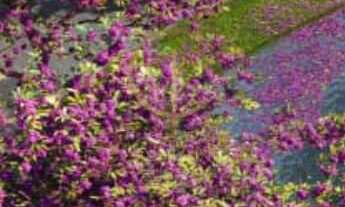 Imagem 5: TERRENO COM 420 M² NO LEGANO AURA - Nova Santa Rita