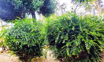 Imagem 4: Casa Terréa 03 Dormitórios à venda em Canoas, bairro Igara, com Patio Enorme