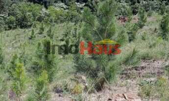 Imagem 5: Área de terra com 300 hectares em São Francisco de Paula