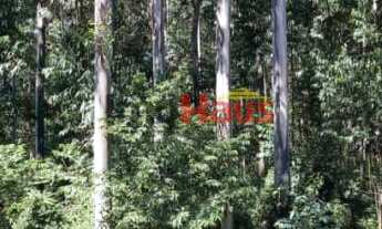 Imagem 6: Área de terra com 300 hectares em São Francisco de Paula