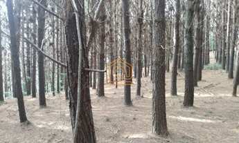 Imagem: Campestre do Tigre - Cazuza Ferreira