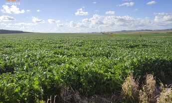 Imagem 2: Área de Terra com 4 Dormitorio(s) localizado(a) no bairro em Manoel Viana / Rio Grande d