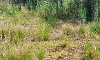 Imagem 2: Terreno com 3 Dormitorio(s) localizado(a) no bairro Sete De Setembro em Sapiranga / Rio