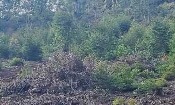 Imagem 6: Chácara com 2 Dormitorio(s) localizado(a) no bairro Campo Vicente em Nova Hartz / Rio Gra