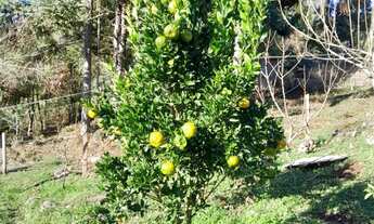 Imagem 2: Chácara com 3 Dormitorio(s) localizado(a) no bairro Santo Antônio em Caxias do Sul / Rio