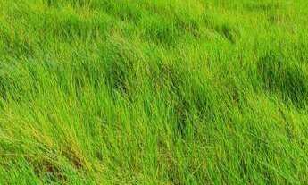 Imagem: Terreno com 3 Dormitorio(s) localizado(a)