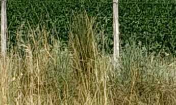 Imagem 7: Área de Terra com 4 Dormitorio(s) localizado(a) no bairro Barro Vermelho em Cachoeira do