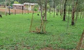 Imagem 6: Ótima chácara na zona rural de Araricá no bairro Ponto Palmeira