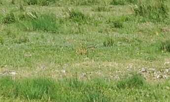 Imagem 4: Área de Terra com 3 Dormitorio(s) localizado(a) no bairro Rural em Santana do Livramento