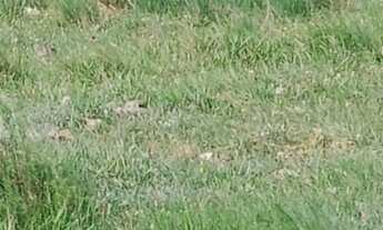 Imagem 7: Área de Terra com 3 Dormitorio(s) localizado(a) no bairro Rural em Santana do Livramento