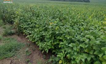 Imagem 3: Área de Terra com 280 hectares de área terreno, em Herval