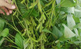 Imagem 4: Área de Terra com 280 hectares de área terreno, em Herval