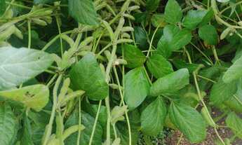 Imagem 5: Área de Terra com 280 hectares de área terreno, em Herval