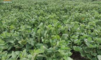 Imagem 6: Área de Terra com 280 hectares de área terreno, em Herval