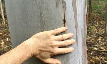 Imagem 2: Fazenda com 3 Dormitorio(s) localizado(a) no bairro em Caçapava do Sul / Rio Grande do S