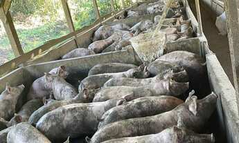 Imagem 3: GRANJA DE SUINOS