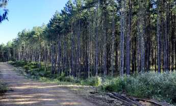 Imagem 6: Fazenda com 3 Dormitorio(s) localizado(a) no bairro Rural em Cambará do Sul / Rio Grande