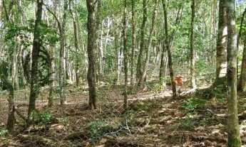 Imagem 7: Chácara à venda em Sapiranga, no bairro Centenário