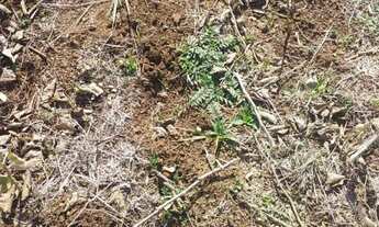 Imagem 6: Área localizado(a) no bairro Bomfim em São Gabriel / Rio Grande do Sul Ref.:1648