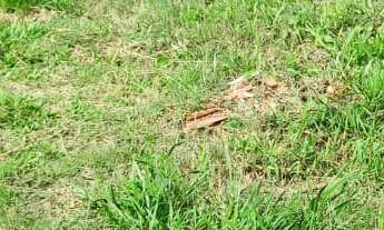 Imagem: Terreno com 3 Dormitorio(s) localizado(a)