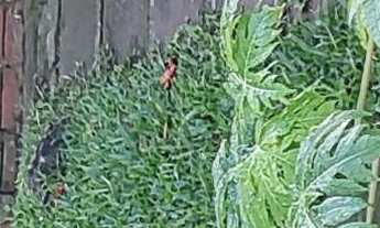 Imagem 7: Casa com 3 Dormitorio(s) localizado(a) no bairro Centro em Sapiranga / Rio Grande do Sul