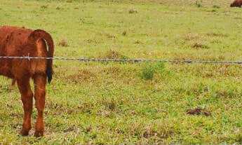 Imagem 6: Fazenda com 2 Dormitorio(s) localizado(a) no bairro em Morrinhos do Sul / Rio Grande do