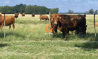 Imagem: Fazenda com 3 Dormitorio(s) localizado(a)