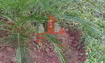 Imagem 6: Sobrado com 3 Dormitorio(s) localizado(a) no bairro Encosta da Floresta em Sapucaia do Su