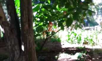 Imagem 5: Excelente terreno