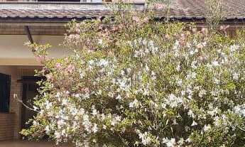 Imagem: Bairro Ipê Amarelo