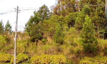 Imagem 1: Terreno Comercial de 1 hectare na Avenida das Hortênsias!