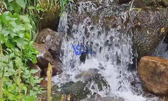 Imagem 4: Sítio em São Francisco de Paula/RS!