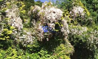 Imagem 6: Casa em Canela Casa com 4 dormitórios