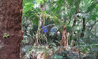 Imagem 2: Terreno no Alpes de São Francisco, em São Francisco de Paula/RS!