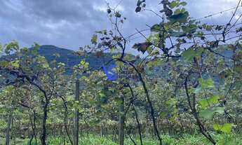 Imagem 3: Sítio em Igrejinha!