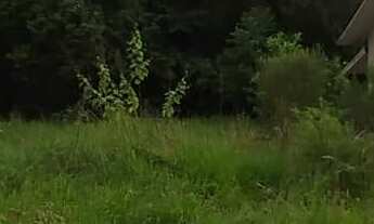 Imagem: Terreno com 3 Dormitorio(s) localizado(a)