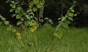 Imagem 3: Terreno com 3 Dormitorio(s) localizado(a) no bairro União em Estância Velha / Rio Grande