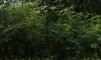 Imagem: Terreno com 3 Dormitorio(s) localizado(a)