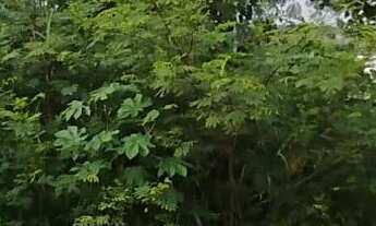 Imagem 2: Terreno com 3 Dormitorio(s) localizado(a) no bairro União em Estância Velha / Rio Grande