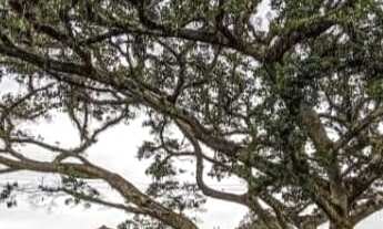 Imagem 7: Apartamento com 2 Dormitorio(s) localizado(a) no bairro Rincão em Novo Hamburgo / Rio Gra