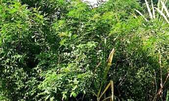 Imagem 2: Terreno com 2 Dormitorio(s) localizado(a) no bairro Travessão em Dois Irmãos / Rio Grande