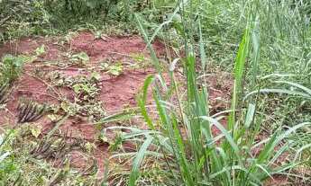 Imagem 4: Terreno no Bairro Floresta