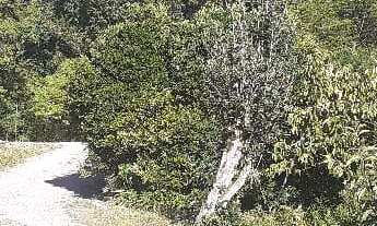 Imagem 2: Compre Aréa Urbana dentro da cidade no Desvio Rizzo, com 2.5 hectares