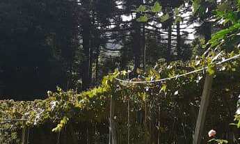 Imagem 7: Compre Aréa Urbana dentro da cidade no Desvio Rizzo, com 2.5 hectares