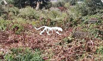 Imagem: TERRENO NO BAIRRO MORADA DOS ALPES