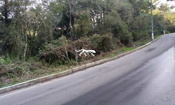 Imagem 3: TERRENO EM SÃO FRANCISCO DE PAULA